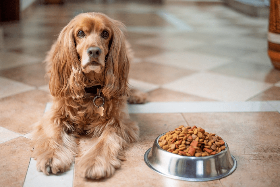 The Best Dog Food for Senior Dogs